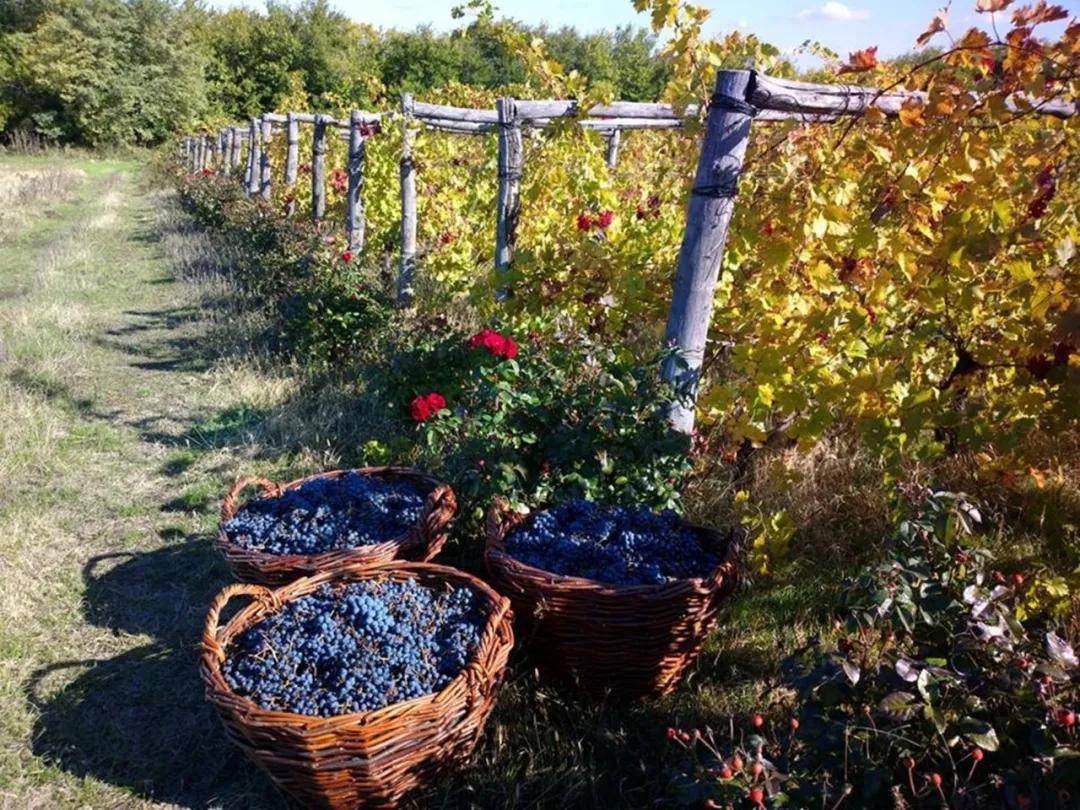 姓名|提到摩国酒庄高端线,这家必须拥有姓名!