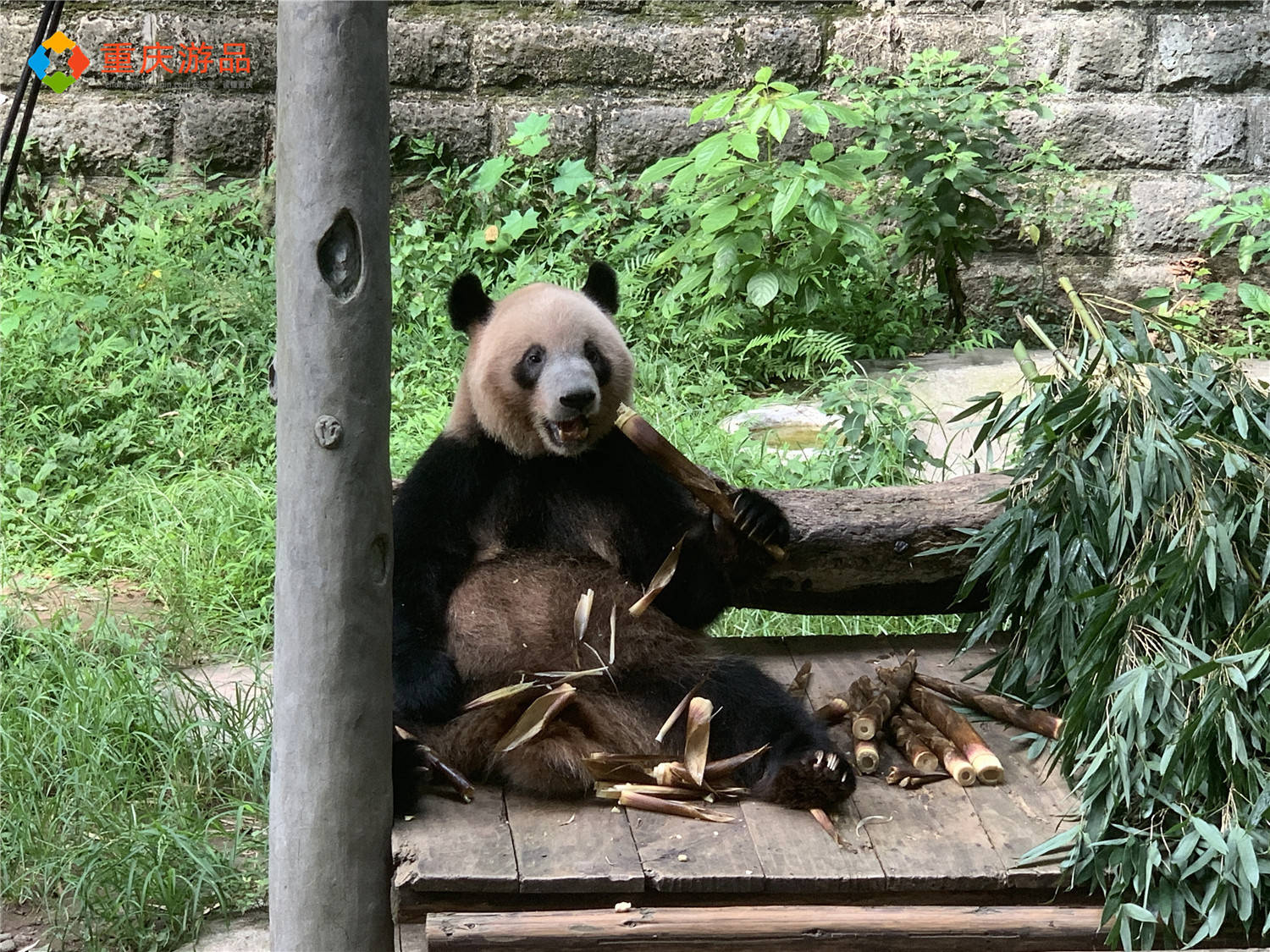 消息资讯|重庆一周大事件：成渝中线高铁开建，入选中国超大城市名单