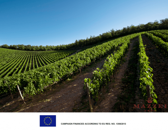 葡萄藤|玛泽世家 Siepi 2019年份再创经典