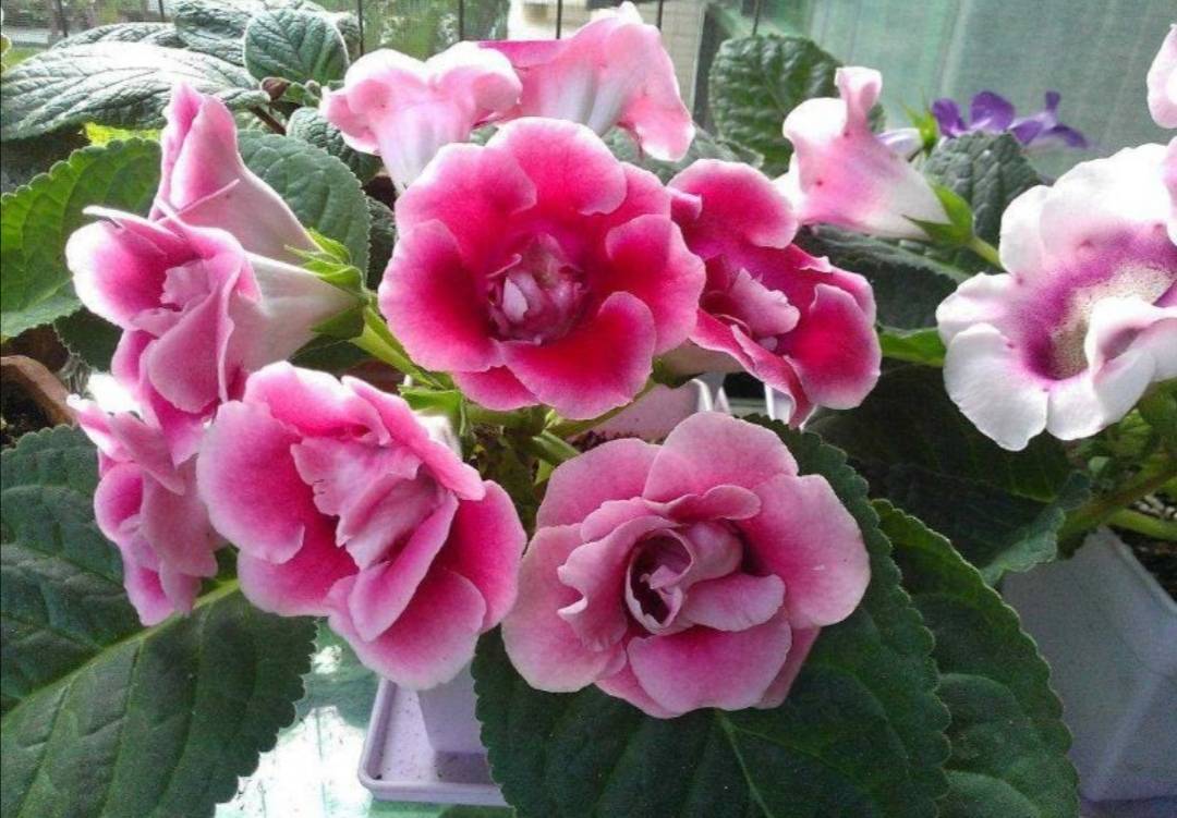 喜欢养花家里光照少,可选7种喜半阴花,漂亮还好养_花卉