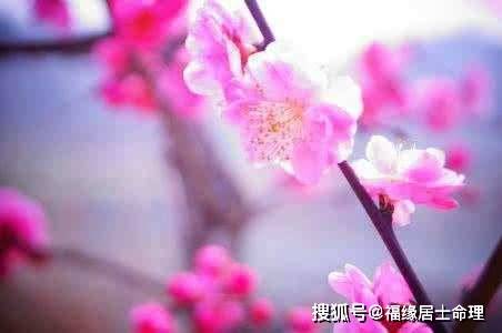 怎么才能使自己走桃花运 d7e07196ce3141a48748f37cbef0846b.jpeg