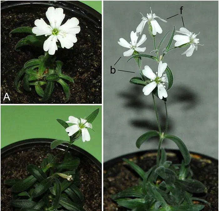 植物种子的图片 2fcdaa1f0a55419c8e3ba14a7e9af5fe.jpeg