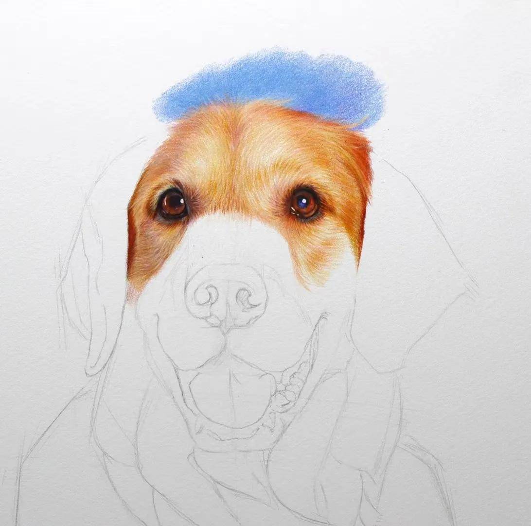 一只可爱的金毛送给你们[社会社会]彩铅静物---课堂示范案例工具:三福