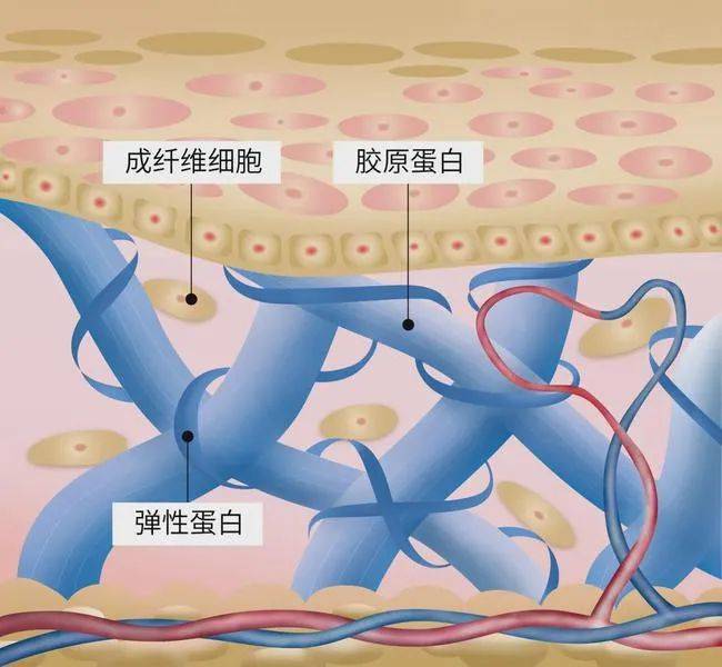 母细胞肌肤抗老要从根源下手，胶原蛋白弹性蛋白缺一不可，娇韵诗弹簧霜霸气两手抓！