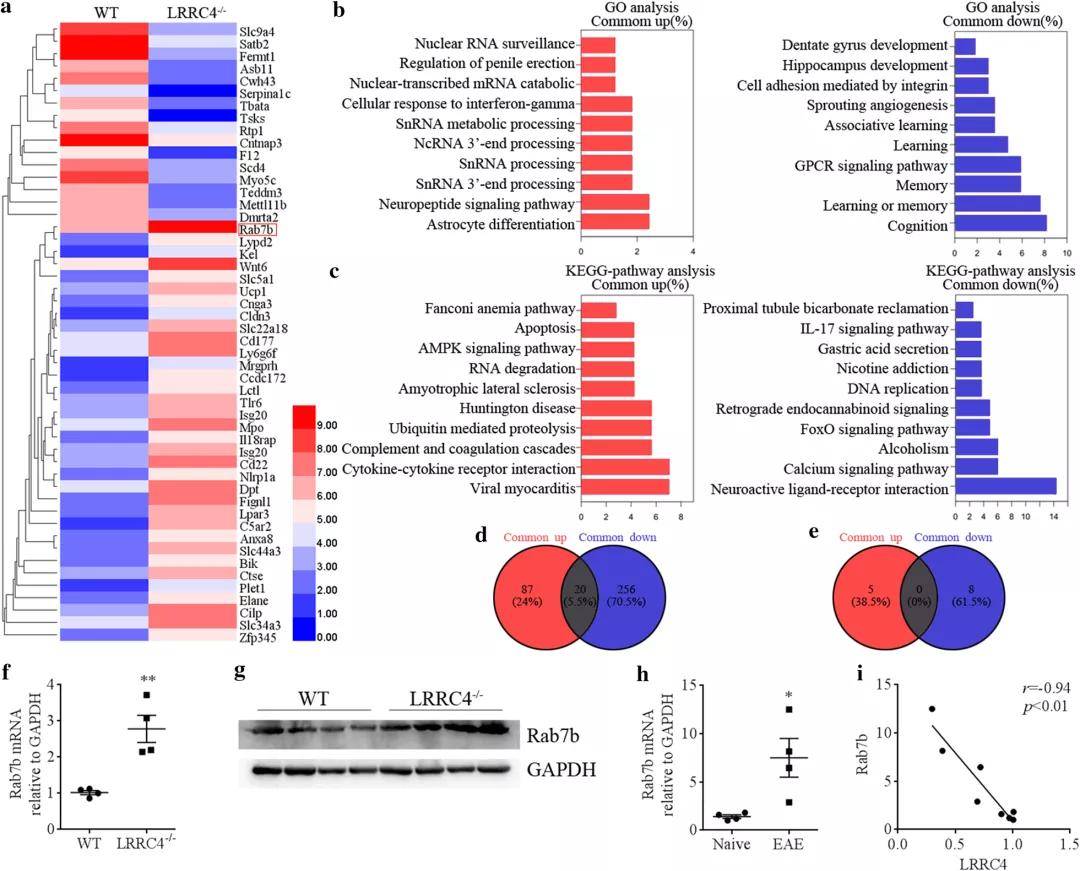 rna-seq分析揭示rab7b在eae中的作用