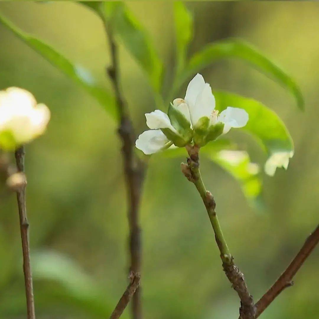 桂花|已热懵？这里的桃花9月绽放，桃花：突然就想开了