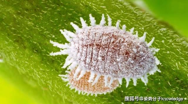 原创体长仅2毫米,却导致台湾3种水果被暂停输入,粉蚧有多大的危害?