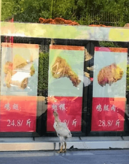 爆笑gif圖：姑娘打籃球厲害，美人計都用上了 搞笑整蠱 第8张
