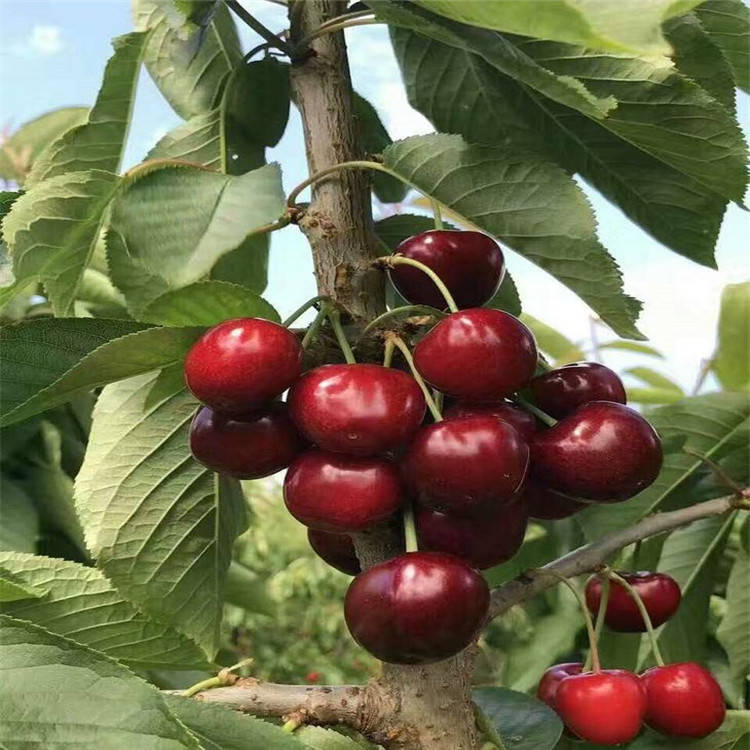 市面上常见的车厘子树苗,大樱桃树苗有哪些品种?车厘子品种种植