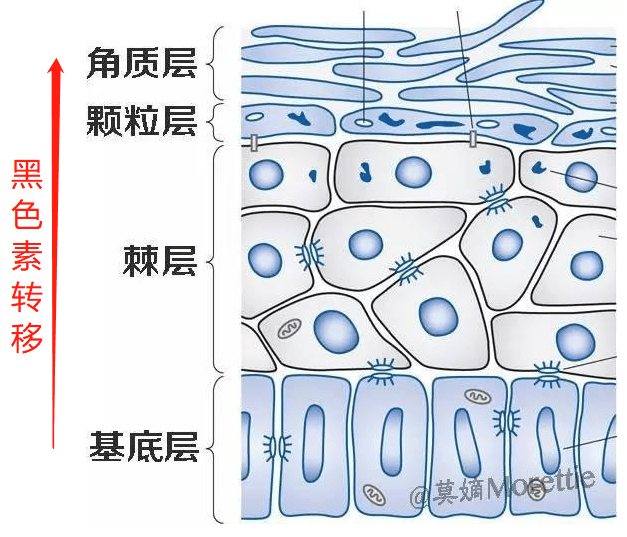 表皮层皮肤黑黄的女生怎么变白？每天坚持做好这4步，你的皮肤白到发光