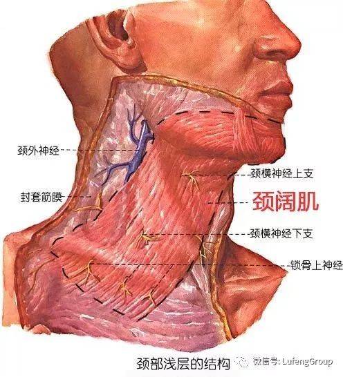 治疗95后都有颈纹了，“祖传颈纹”还有救吗？