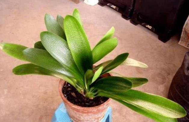 在网上如何买到君子兰 72beec6d91364404a572310c9e6f5b3b.jpeg