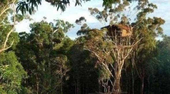 印度发现一个野人部落，房子建在几十米高的大树上，野兽与他为伴