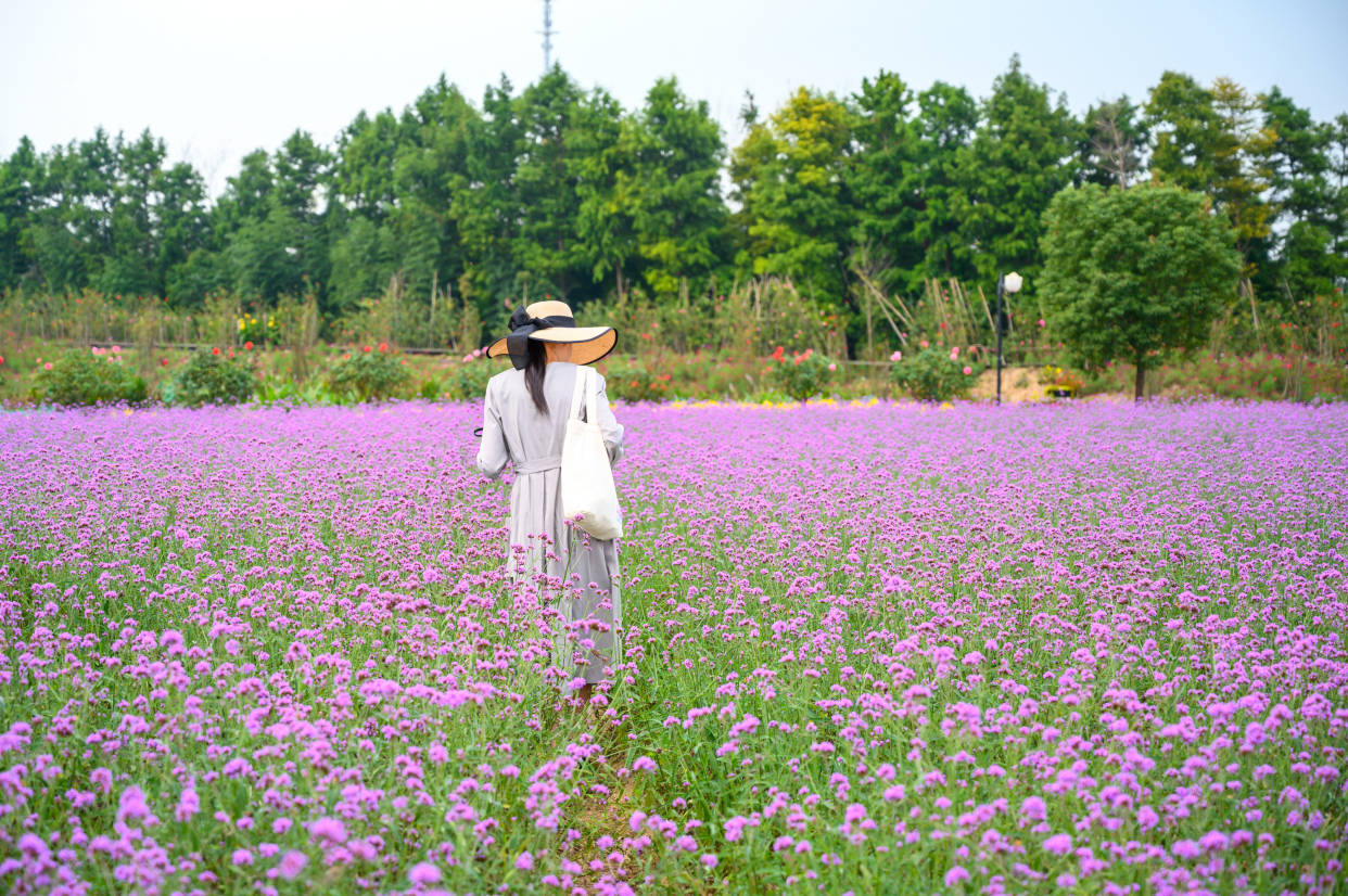 花海|十一去哪儿玩？江苏盐城荷兰花海不要错过，秋天的百合花格外浪漫