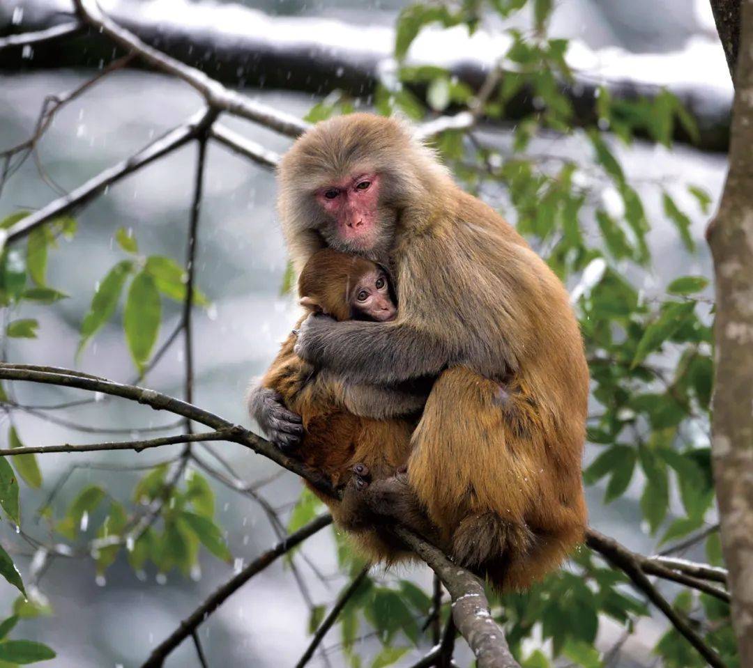 野生猕猴08江西官山国家级自然保护区 属国家二级重点保护动物,其