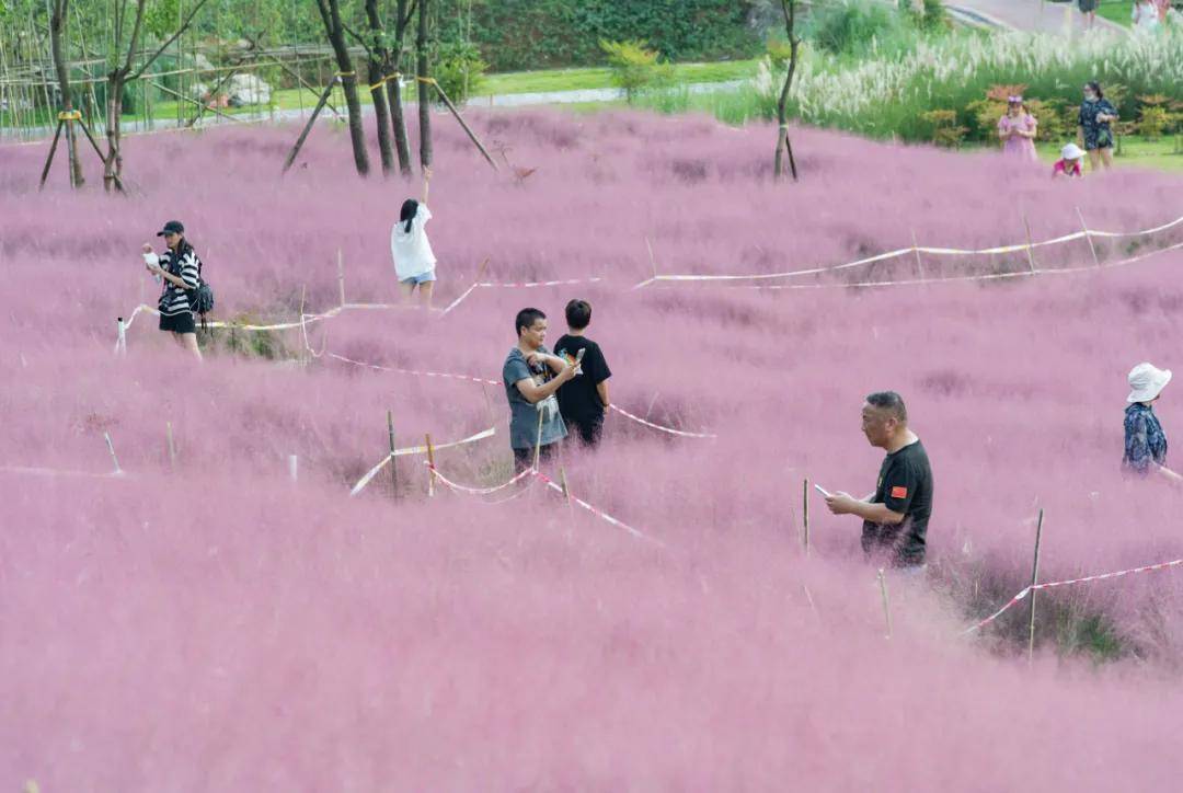 三河村|沙坪坝宝藏打卡地！不仅只有粉红花海，还有诗有景有远方......