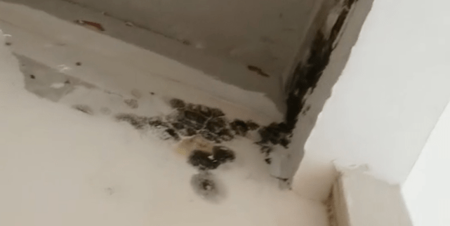 万科被指精装变“惊装” 曾因精装房漏水被315点名(图2) 万科被指精装变“惊装” 曾因精装房漏水被315点名(图2)