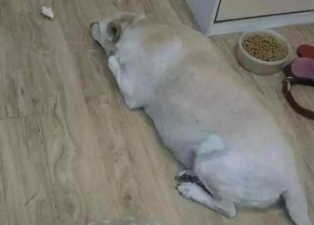 狗狗社交能力滿點，串門總是帶上熱狗回家，怪不得身材橫著長 萌趣萌寵 第1张