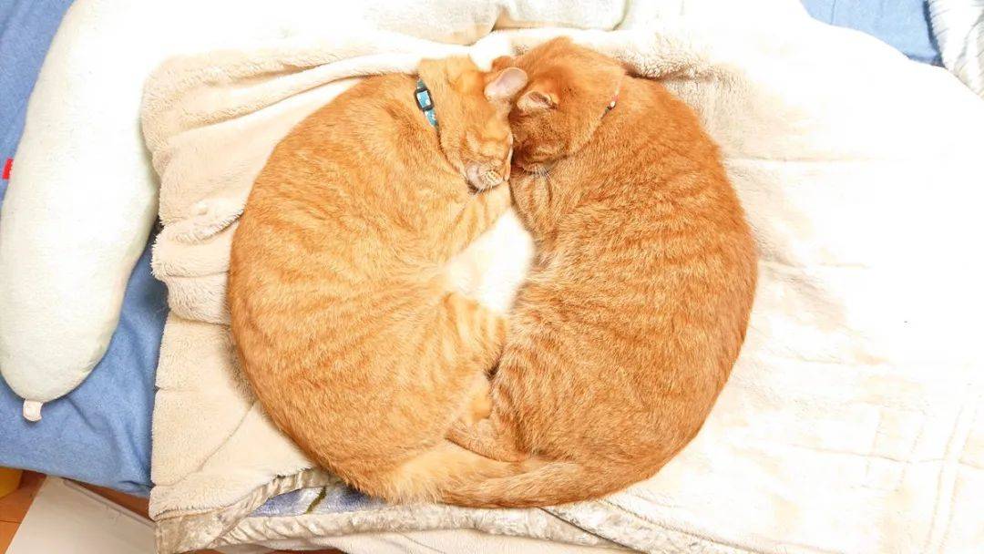 这对橘猫双胞胎必须要抱在一起才能睡着,也许这就叫做如胶似漆吧