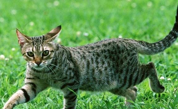 什么性格独立的狸花猫，一旦它认定主人，宁死都不愿意更换