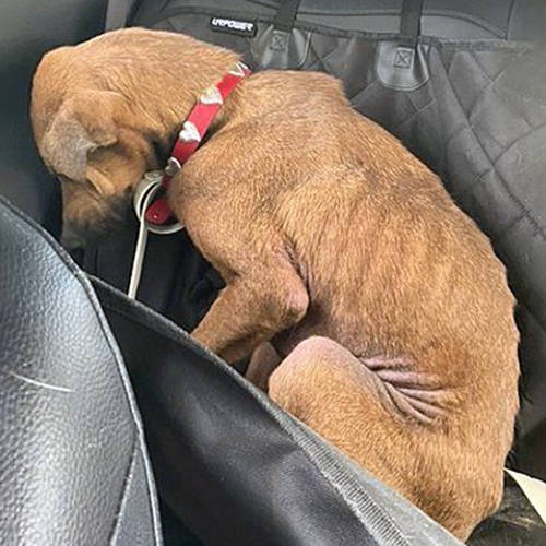 那只狗还是把身体蜷缩成一团,低着头,躲在车子的角落里,全身无助地