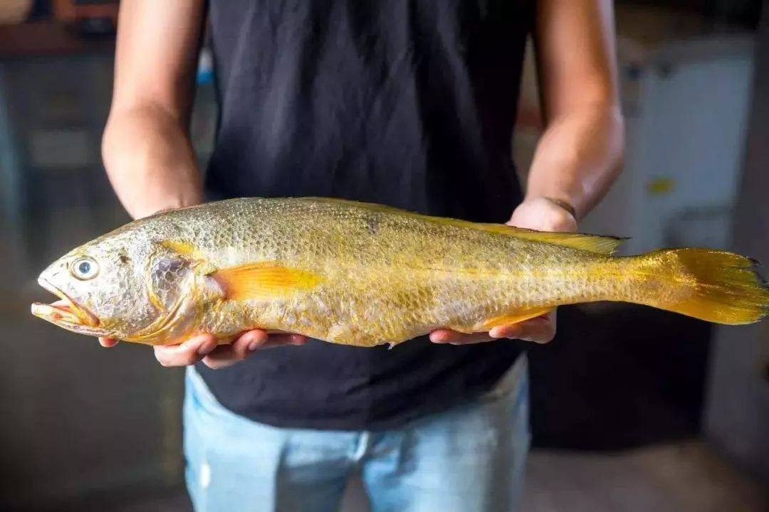 原创鱼龄或超10年重7斤能卖3万多的野生大黄鱼被捕获为何这么贵