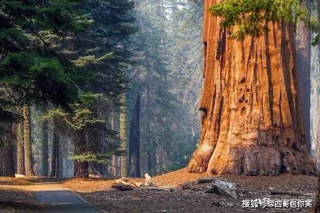 世界上最大的树，直径达10米，高度更是让人佩服不已