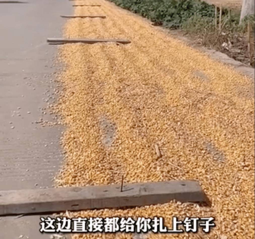 路成|村民占道晒玉米，里边暗藏钉子，司机抱怨：好好的路成了定时炸弹