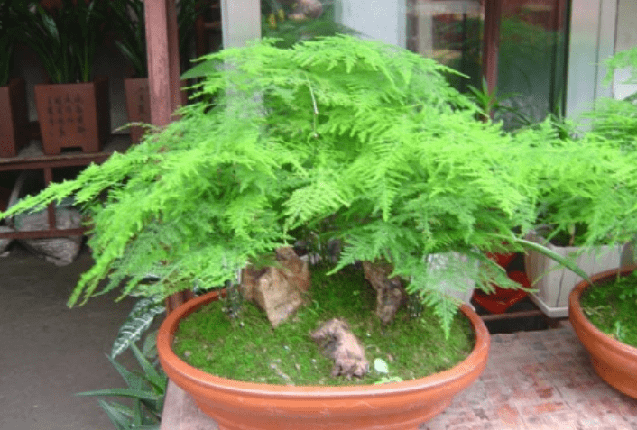 用什么方法可以养好文竹 a28237fc74714a048fdb5d618f8f3fdc.png