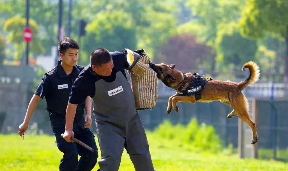 奖励想要训犬成功，主人必须做到这5点，少一点都不行！