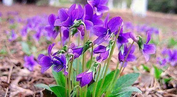 紫花地丁 见过吗 3大妙方 清热解毒 消肿止痛 治好3大病症 人体