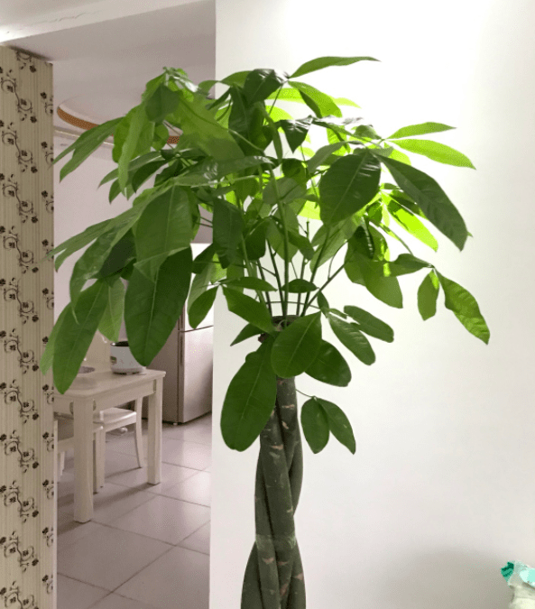发财树盆栽大客厅 29c55c7b47b040cc9f00146264152ddc.png