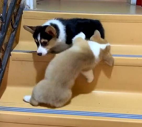 倒好柯基嫌小伙伴太慢,一脚踹下楼梯,本以为它是王者,结局哭笑不得