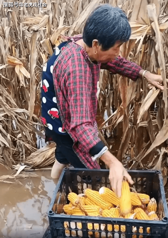 实拍：国庆节期间赶上秋收，多地农民水中收玉米，真的太不容易了