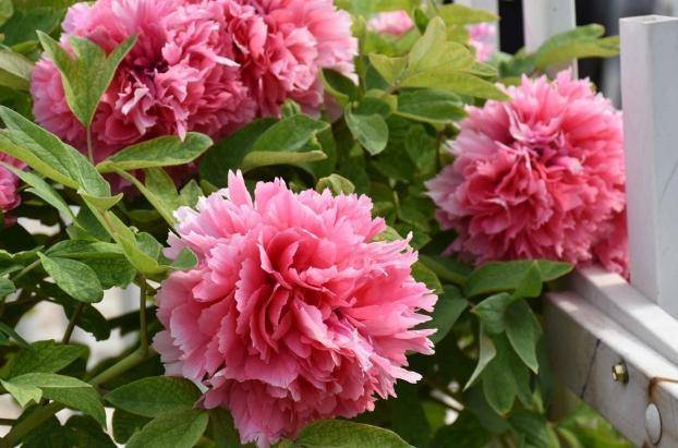 开花最大的牡丹花 6ed96ec8783e42fdabab3c01d3ea8a43.jpeg