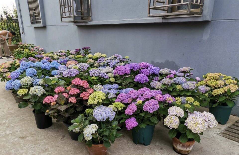 什么时候给花浇水施肥最好 e161999a3bdd41fc885a888c7c2ee67f.jpeg