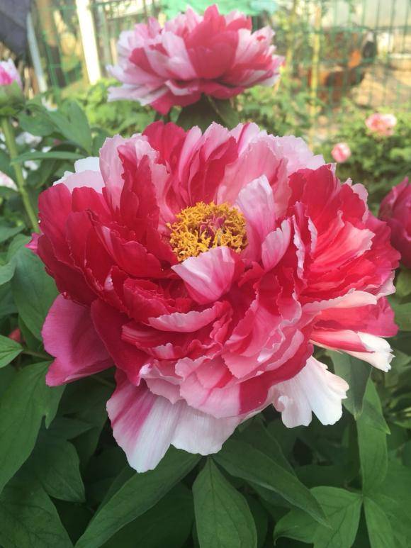 4種人家 富貴花 個個美艷逼人 在家養一棵 福氣貴氣來到家 牡丹花 中國熱點