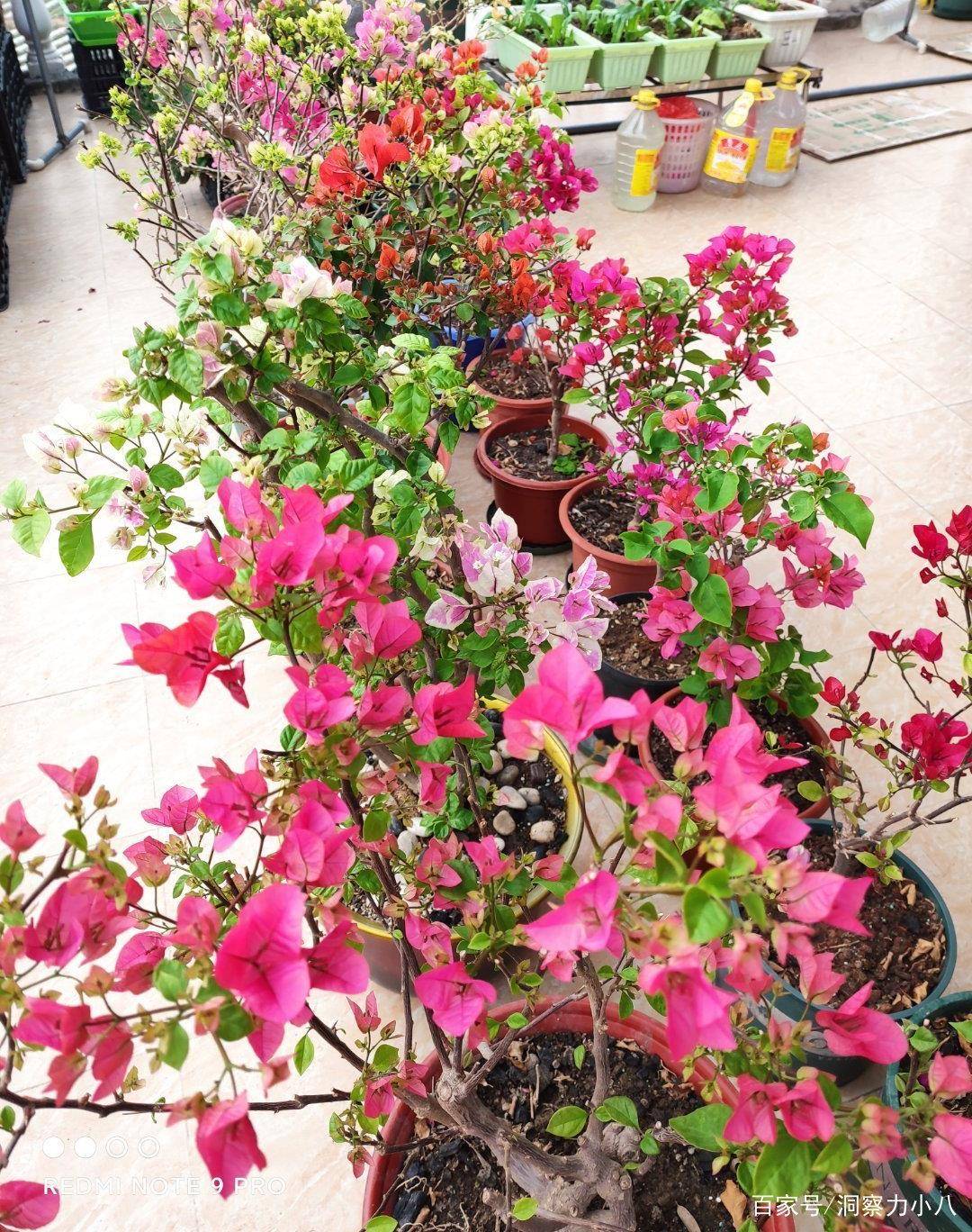 三角梅开花后的修剪 13fb36c16cdc4fc3aade3989c9f422ff.jpeg