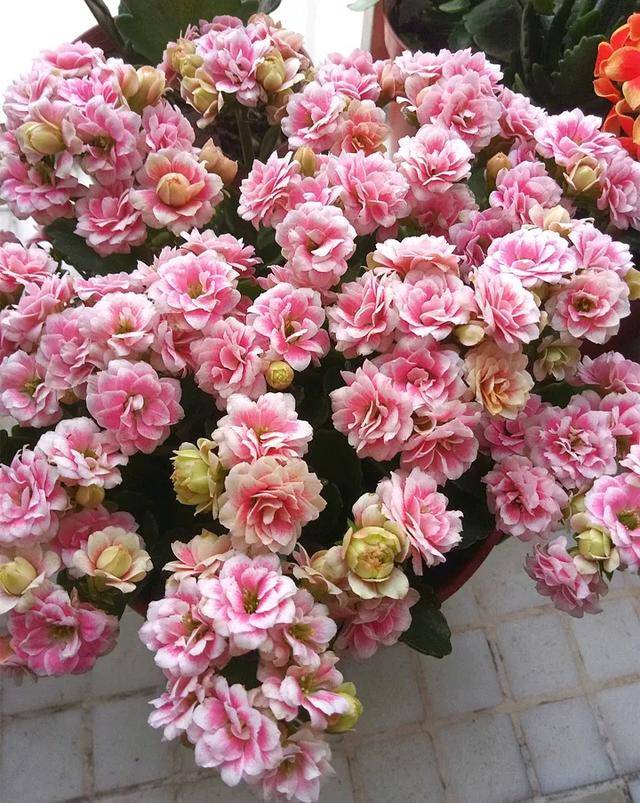 客厅最旺的十种花 326f57140775456ea6195f71e5da1a90.jpeg