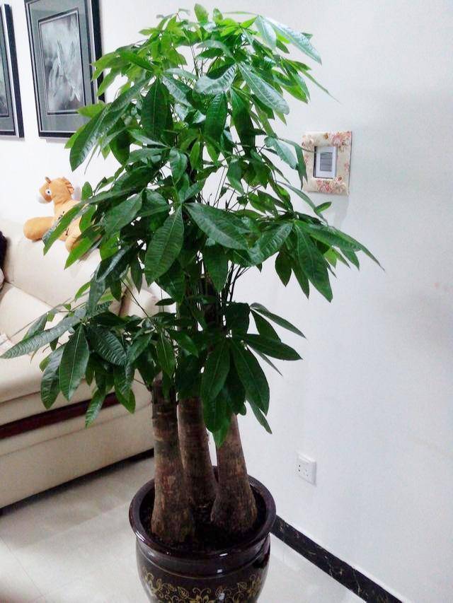发财树能在客厅养吗 8a771d7e7fc141ac8ee75b156e01fc9f.jpeg