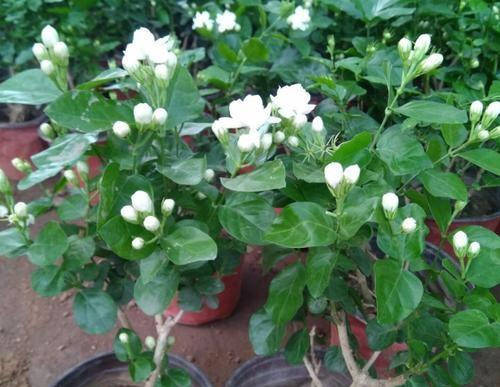不会修剪茉莉花 看准叶片下狠手 3段叶子5朵花 一茬一茬不停开 开花 全网搜