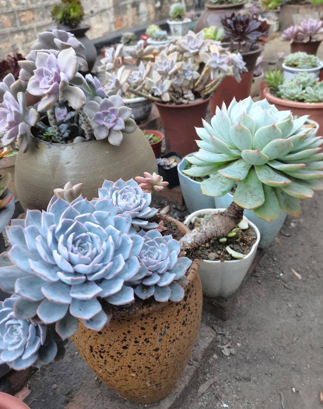 多肉怎么度过三伏天 9e56f1e898074b7eaf9f3d134ca2a69c.jpeg