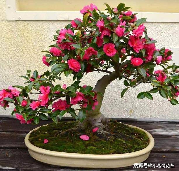 盆栽花卉什么时候施肥 ace17a6f0bc94b1ba3d1b61f5faa6b5c.jpeg