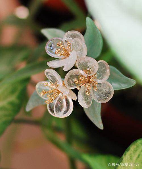 别错过这款 水晶花 花瓣遇水变透明 单季绽放 可遇不可求 荷叶