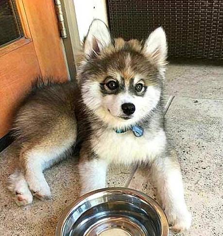 漂亮盘点和二哈结合生下的小狗崽,其中最美的三种,网友:不愧是二哈