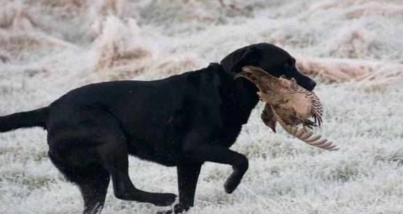 黑色|为什么都说养黑狗好,这5个好处不是人人都能体会到的!