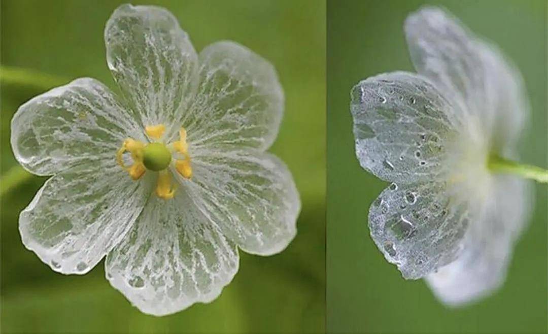 别错过这款 水晶花 花瓣遇水变透明 单季绽放 可遇不可求 粉紫色