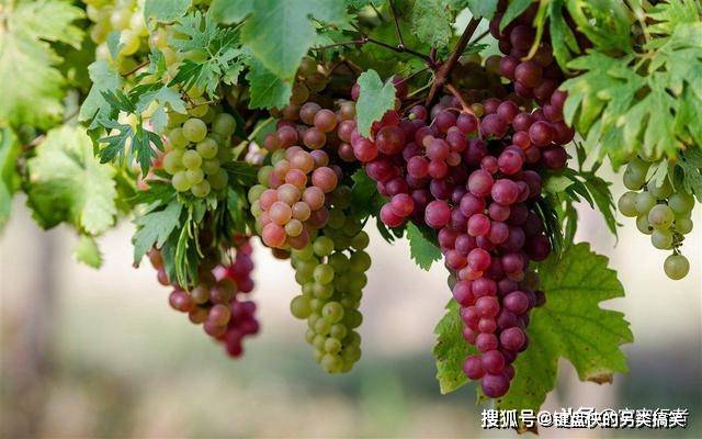 分析|乔治亚内的远古村庄，经研究发现，这里的人6000年前便懂酿酒
