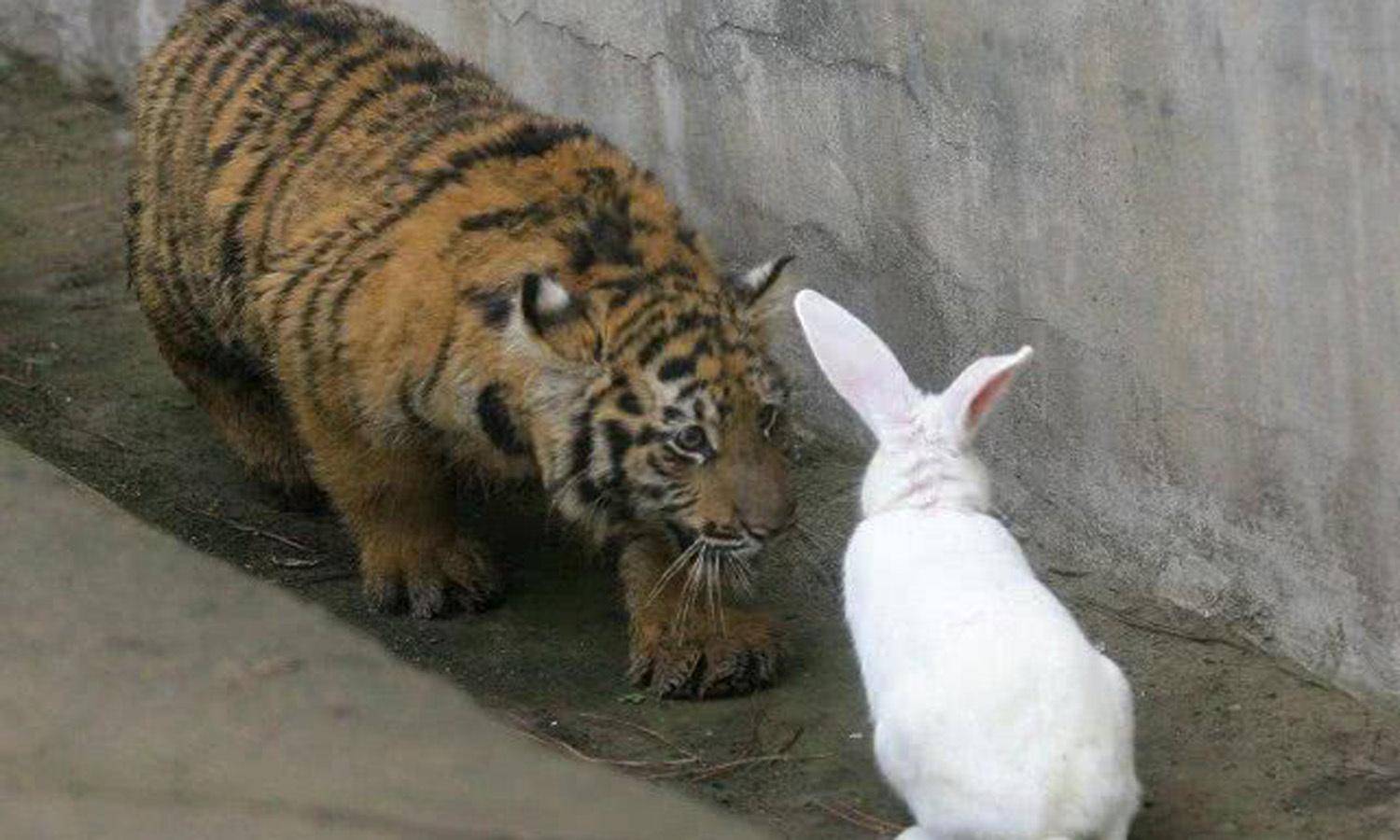 飼養員想激發小老虎獸性，扔進幾只兔子，網友：看一次笑一次！ 萌趣萌寵 第1张
