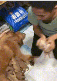 搞笑GIF：如果再給我一次選擇的機會，我絕對不會生這麼多 搞笑整蠱 第1张